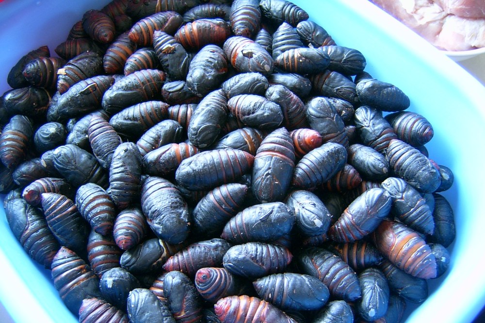 Китайские ракушки