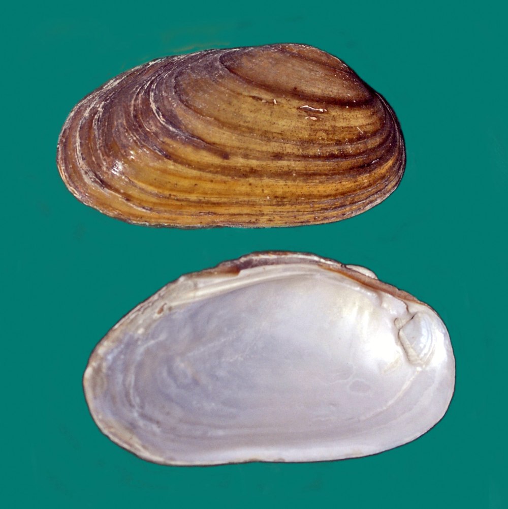 Перловица (Unio)