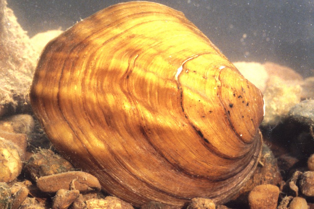 Unionidae моллюски