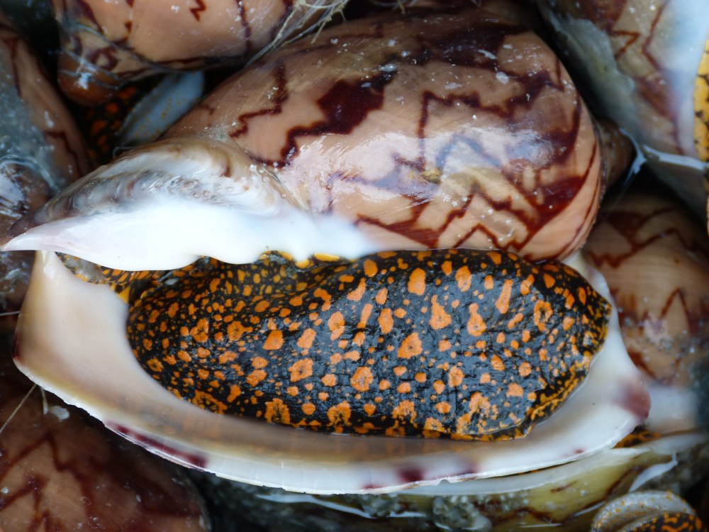 Морские улитки съедобные