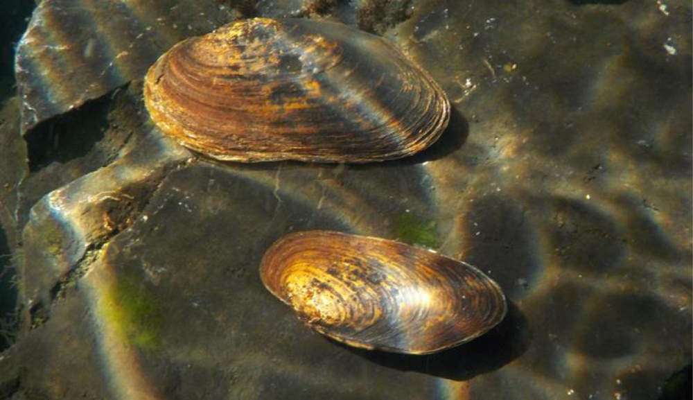 Жемчужница европейская (margaritifera margaritifera)