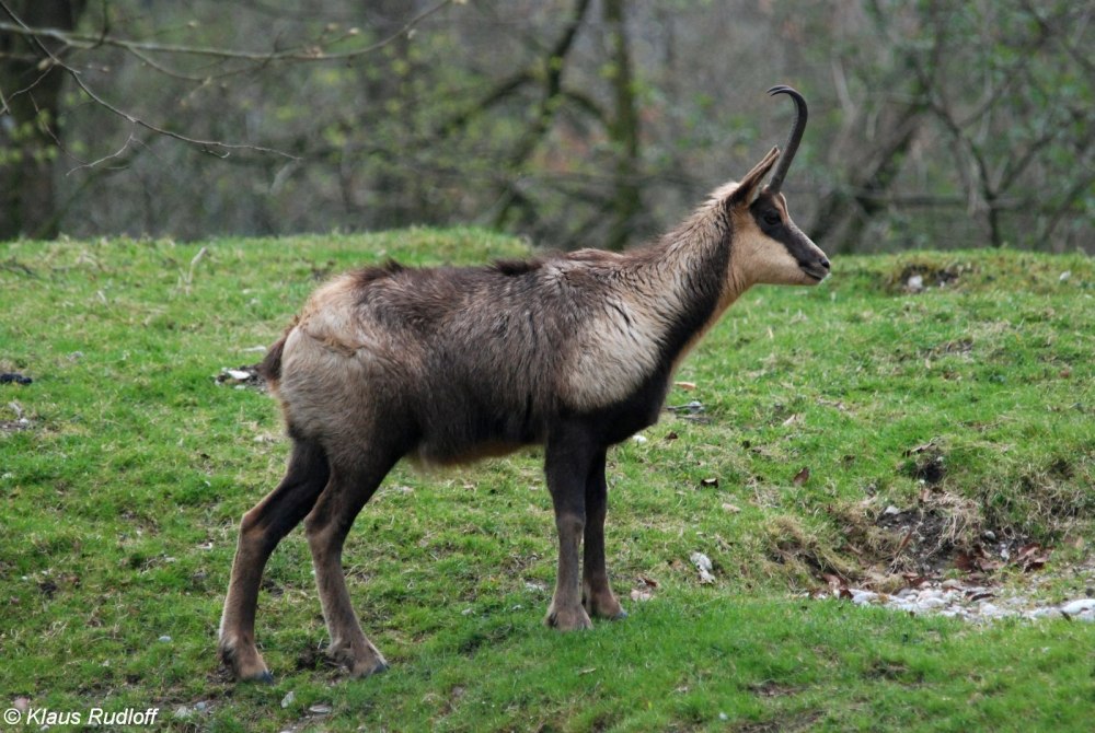 Серна (Rupicapra Rupicapra)