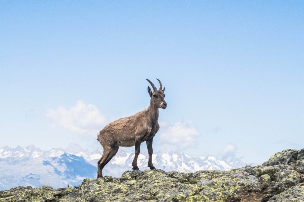 A Goat standing on a Hill. Very Regal.