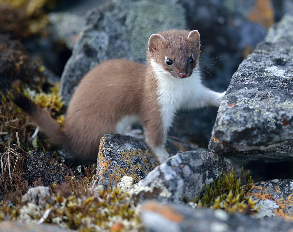Горностай (Mustela erminea)