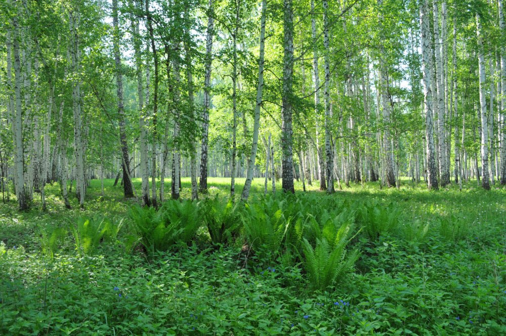 Лес Курганской области