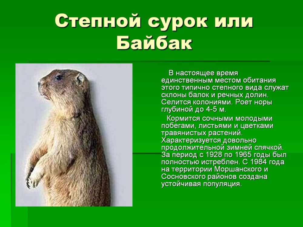 Сурок-Байбак красная книга
