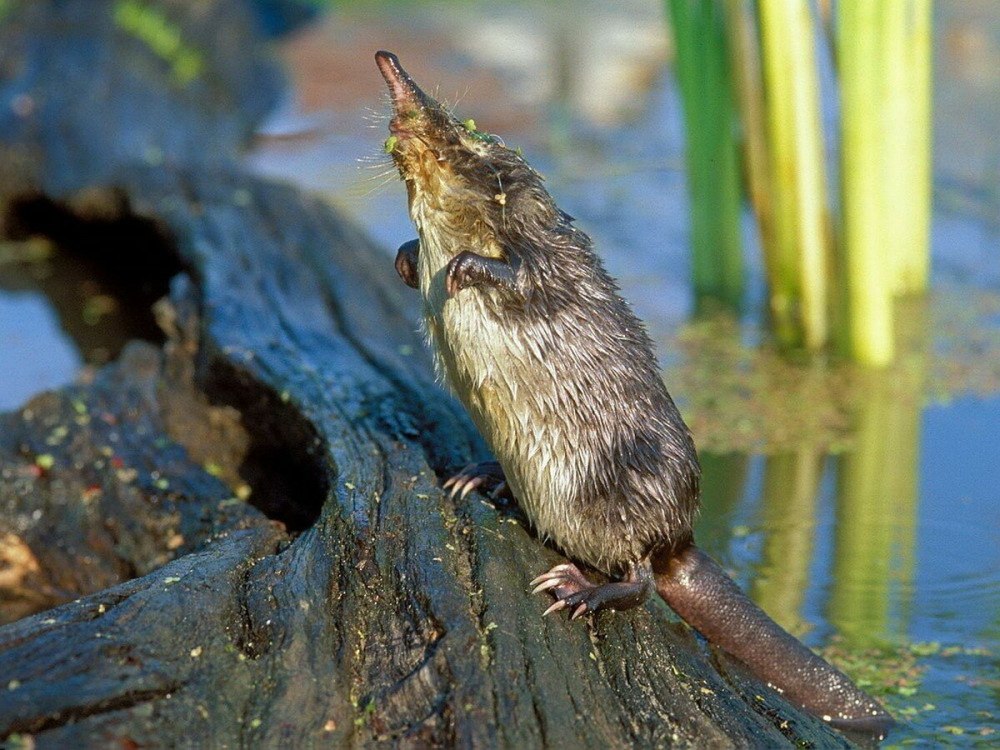 Выхухоль (Desmana moschata)