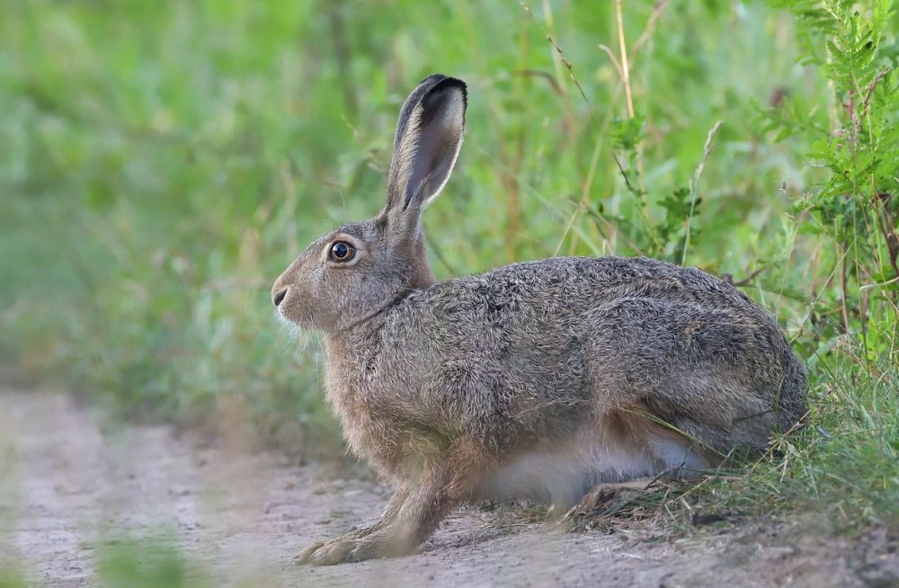 Заяц-Русак (лат. Lepus europaeus)