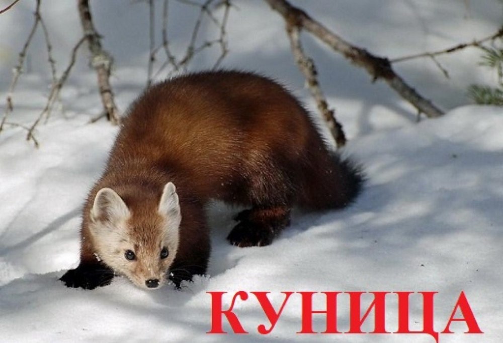 Норка Лесная куница