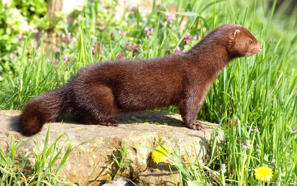 Американская норка (Mustela Vison)