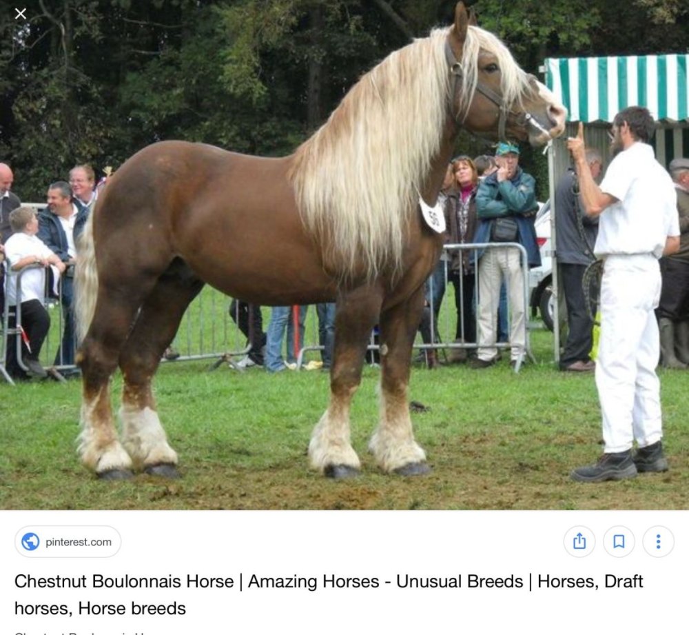 Порода лошадей булонская