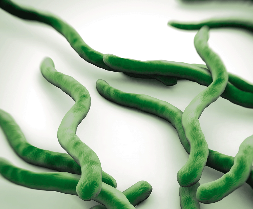 Borrelia burgdorferi микроскопия