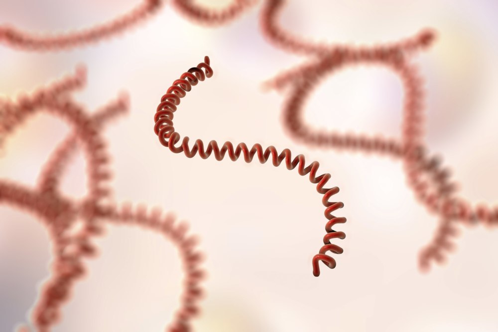 Leptospira biflexa бактерия форма