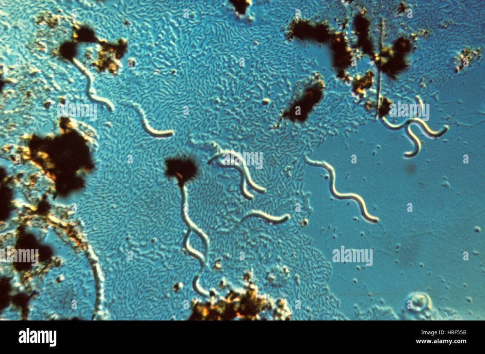 Бактерии спириллы