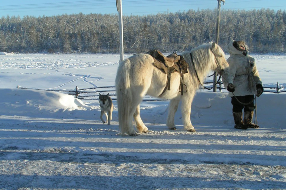 Порода лошадей якутская