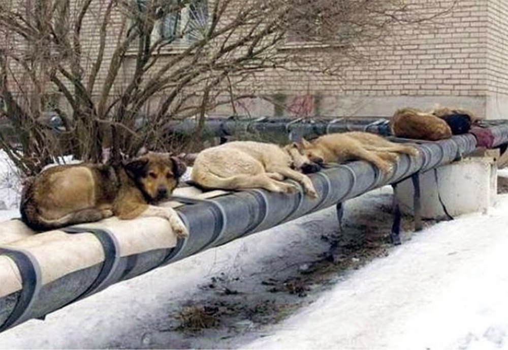 Убытые бродячие собаки