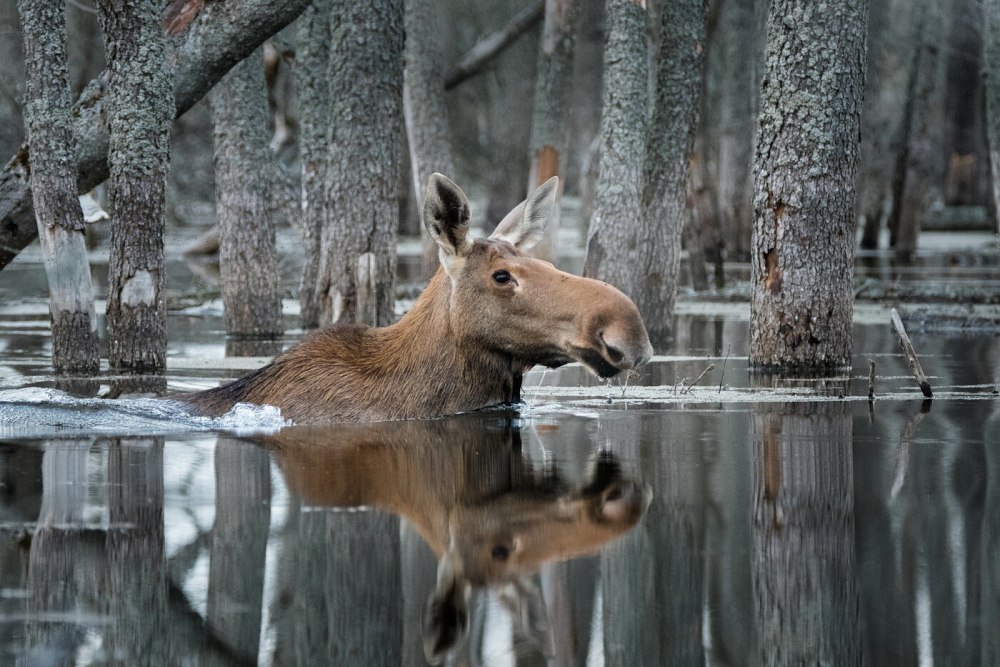 Дикая природа России National Geographic