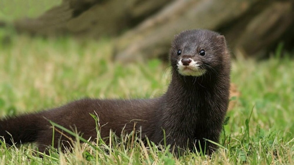 Американская норка (Mustela Vison)