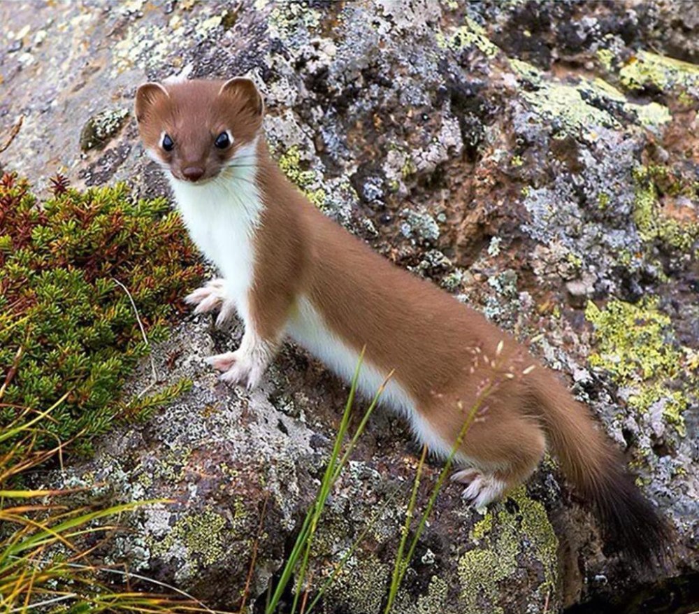 Горностай (Mustela erminea)