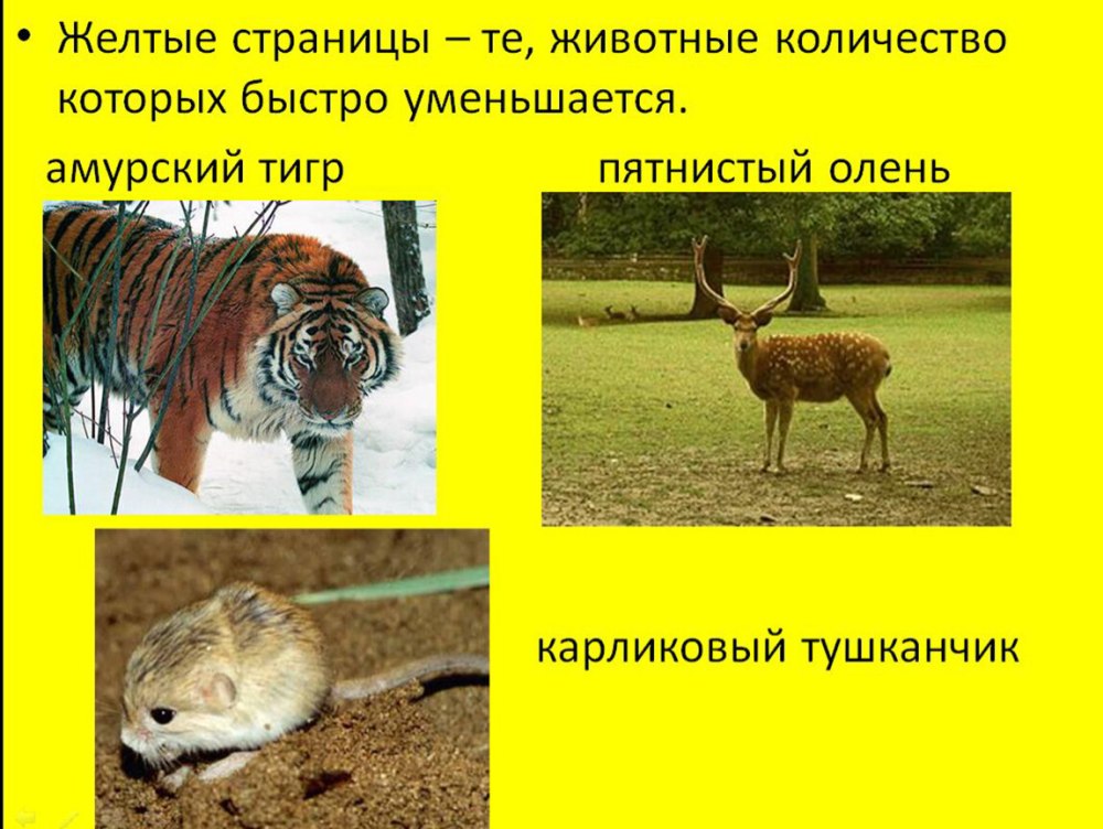 Желтые страницы красной книги России животные