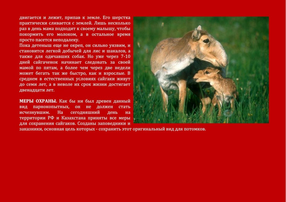 Мини проект красная книга Оренбуржья