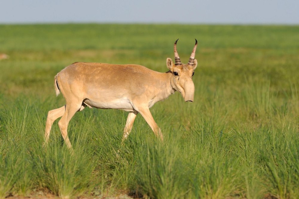 Сайгак Saiga tatarica