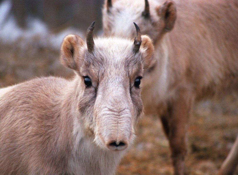 Сайгак Saiga tatarica
