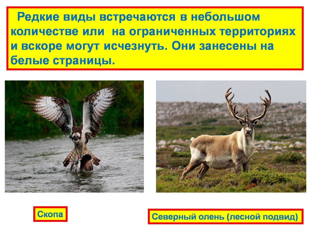 Белые страницы красной книги