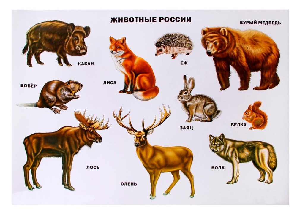 Животные которые обитают в России