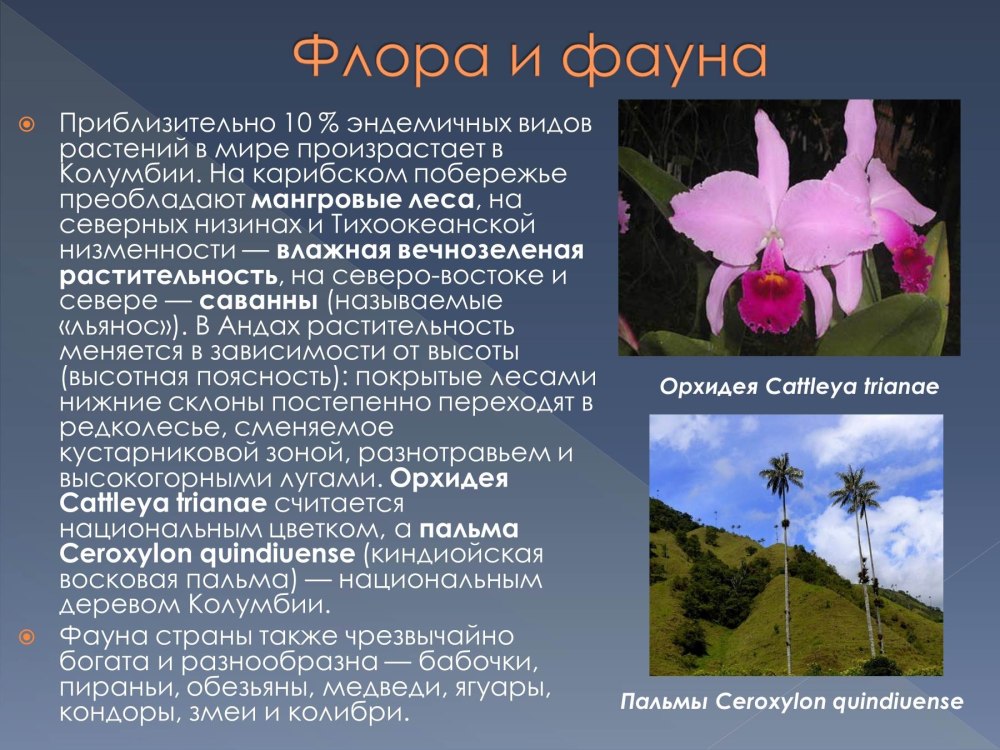 Растительный мир Колумбии