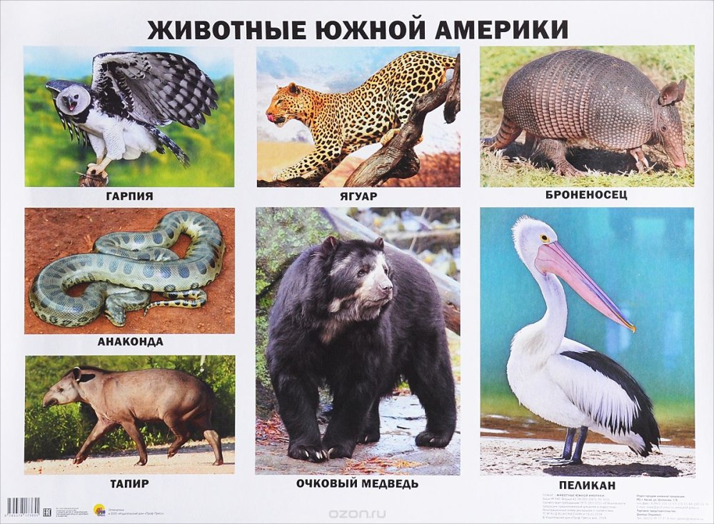 Живо тныеюжнойамерикки