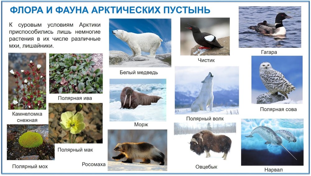 Арктические и антарктические пустыни животные и растения