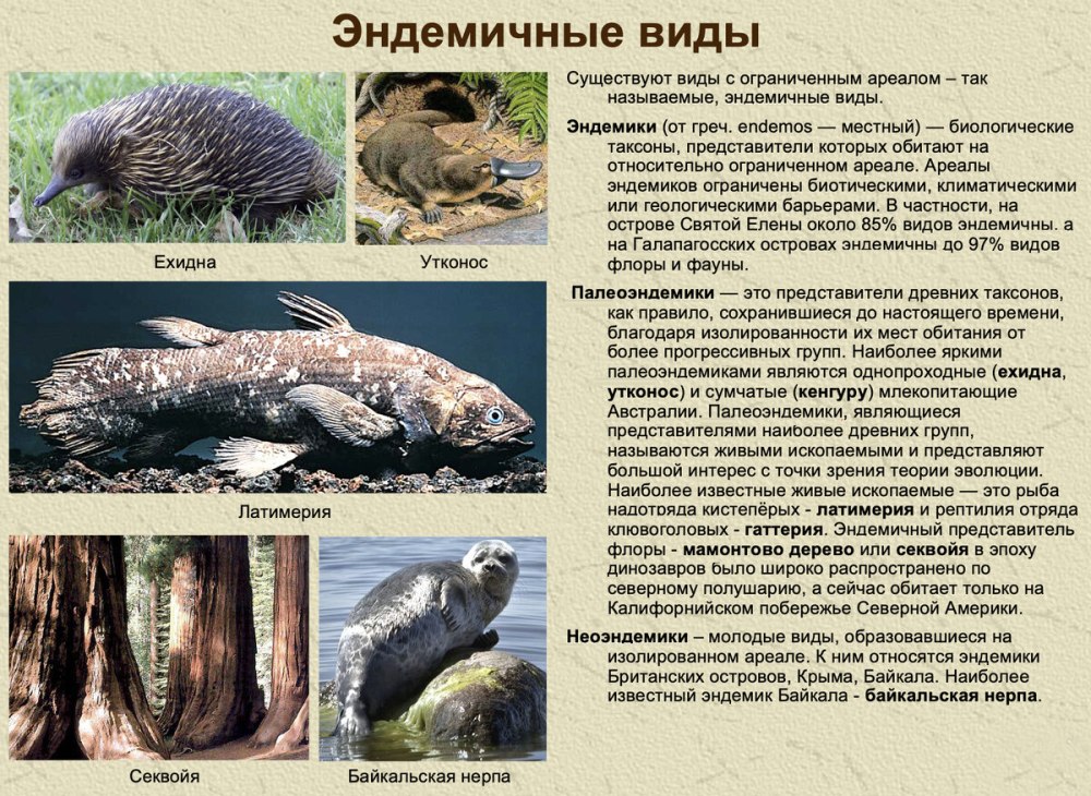 Эндемики Каспийского моря