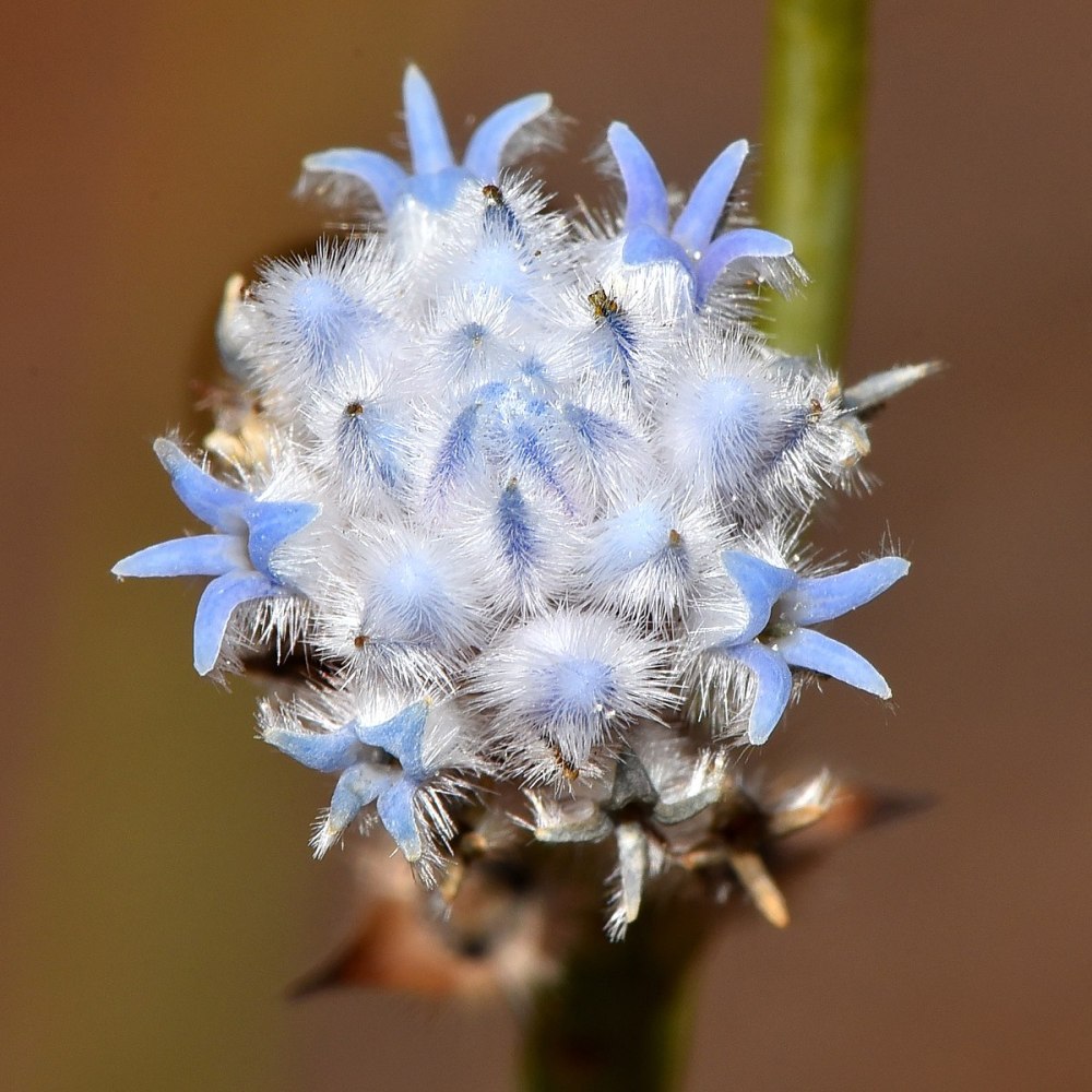 Conospermum