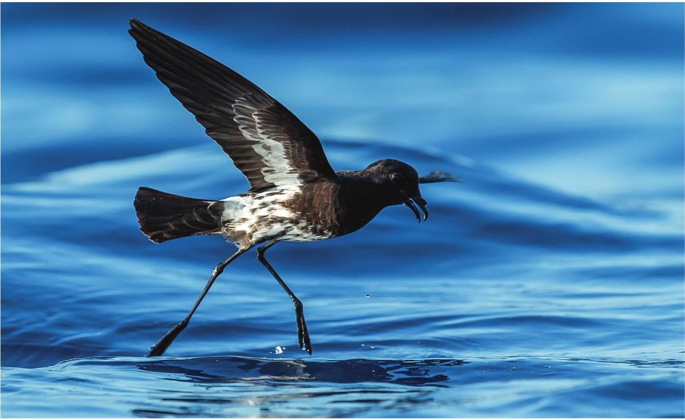 Эндемичные птицы западных островов индийского океана
