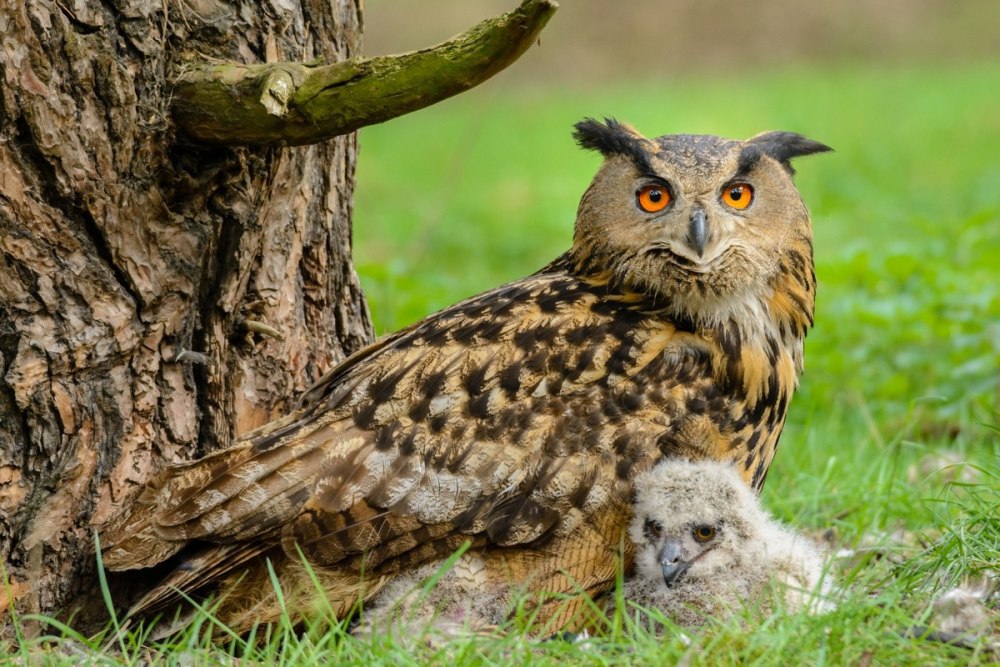 Филин (Bubo Bubo Linnaeus, 1758)