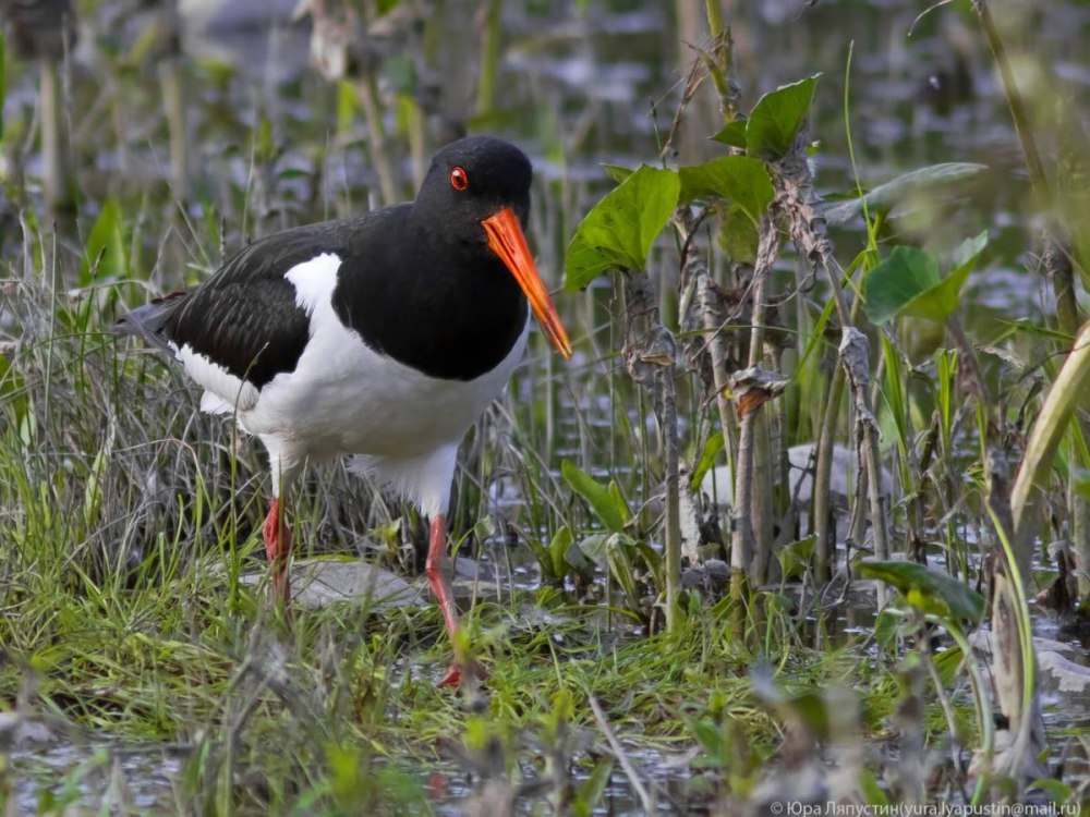 Кулик-сорока – Haematopus ostralegus l.