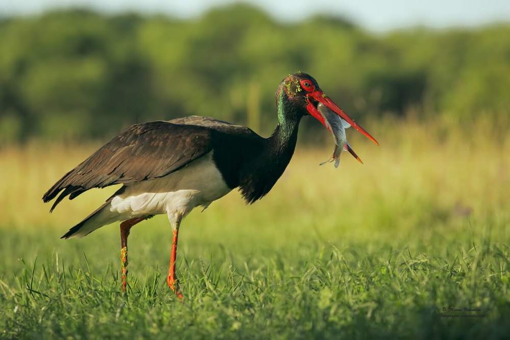 Черный Аист (Ciconia nigra)
