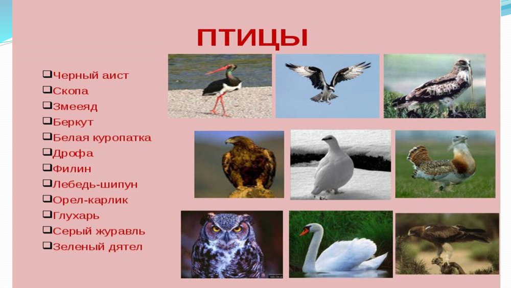 Животные которые занесены в красную книгу Брянской области