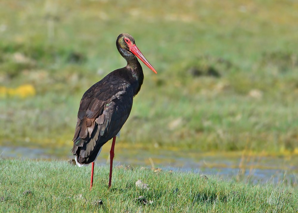 Черный Аист (Ciconia nigra)