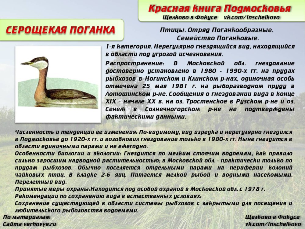 Серощекая поганка красная книга Самарской области