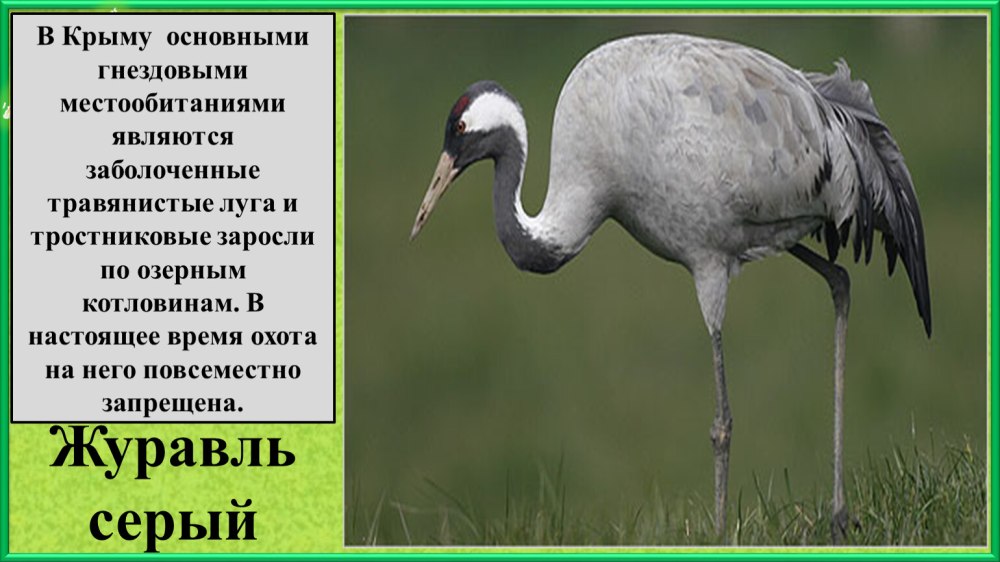 Серый журавль красная книга
