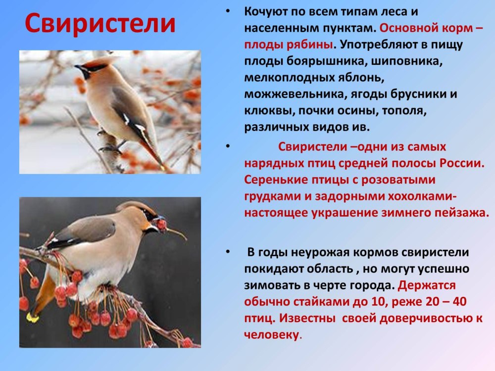 Зимующие птицы с описанием