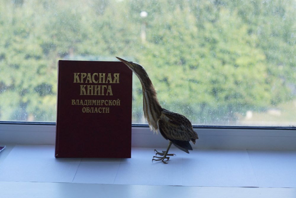 Книги слеток Омск
