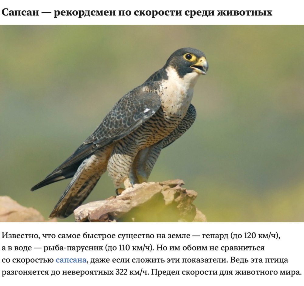 Сапсан птица ареал