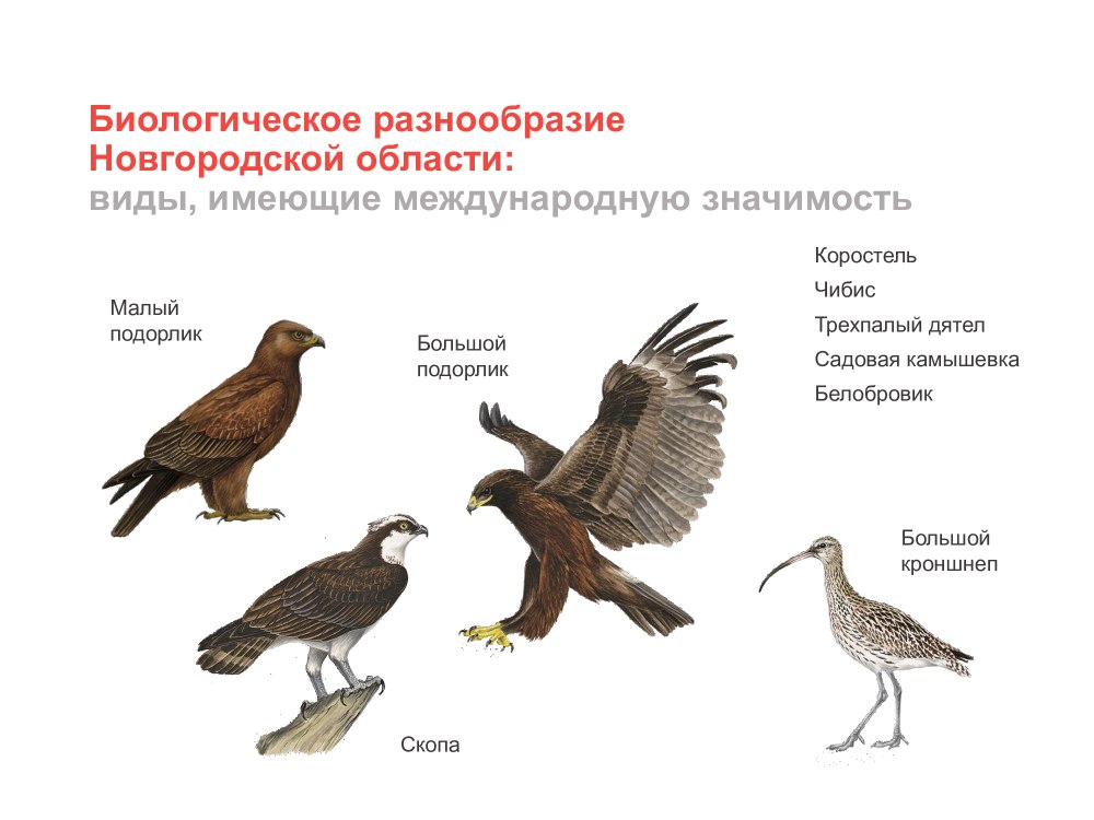 Птицы Валдайского национального парка