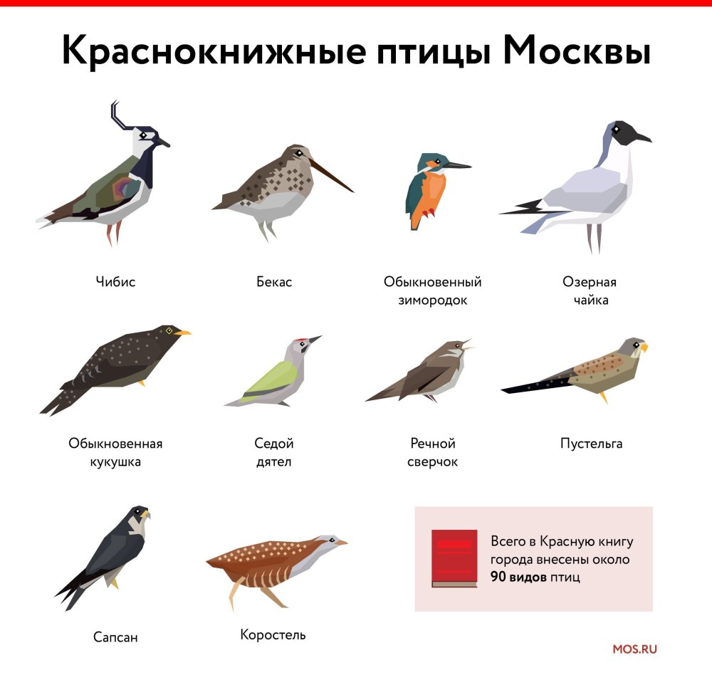 Птицы Москвы
