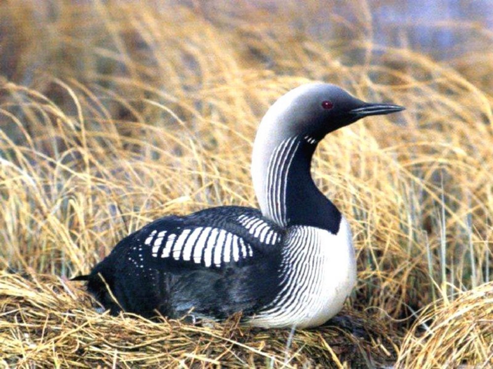 Гагара чернозобая (Gavia Arctica)