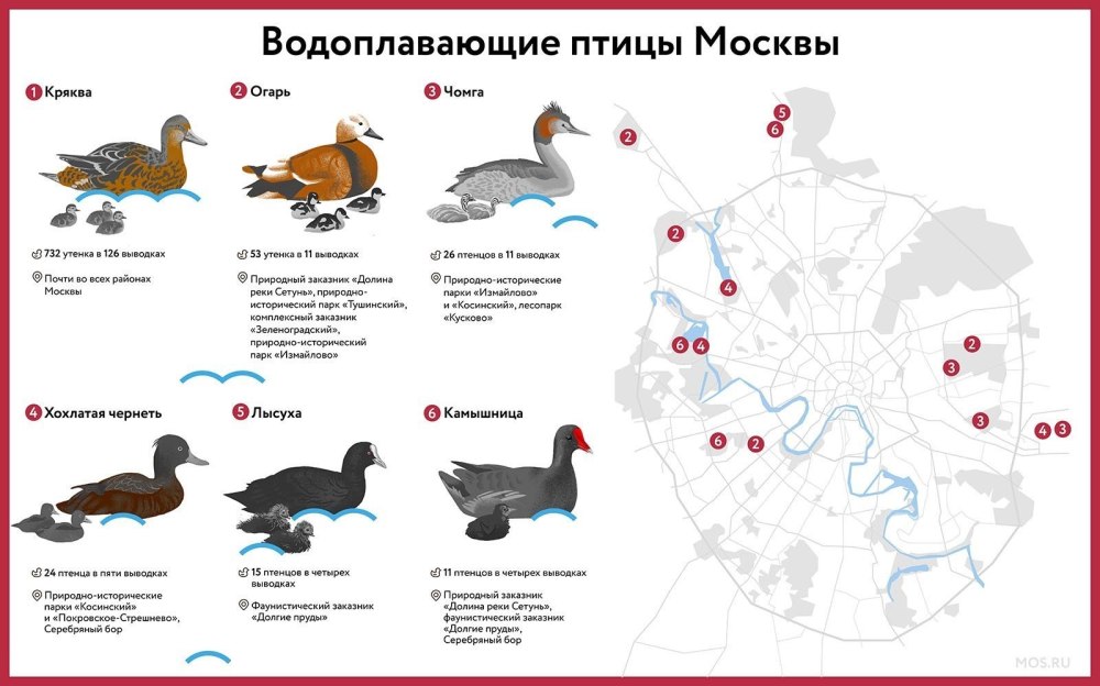 Водные птицы список