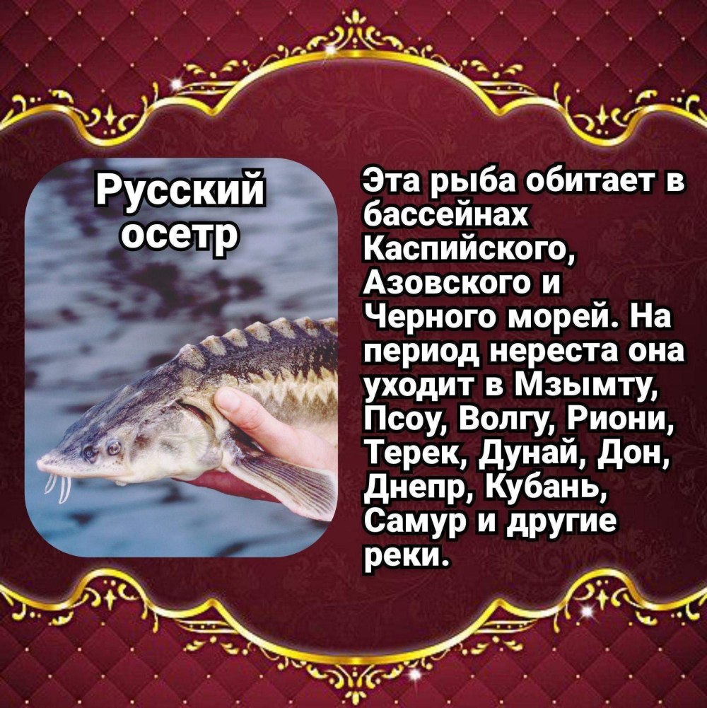 Водится ли осетр на Украине